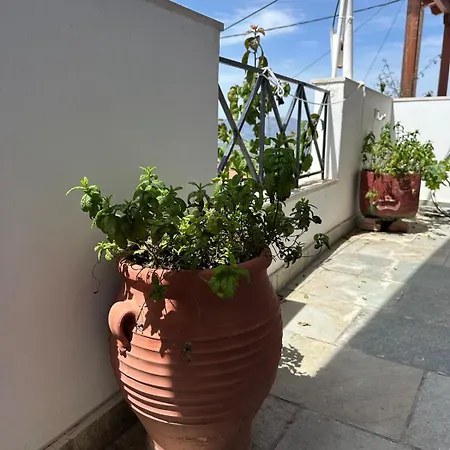 Patricia's Traditional