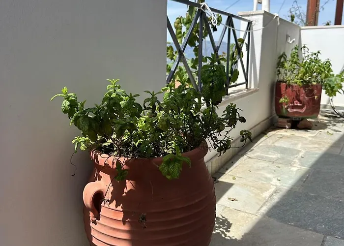 Patricia's Traditional